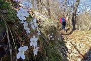 53 Hepatica nobilis bianca